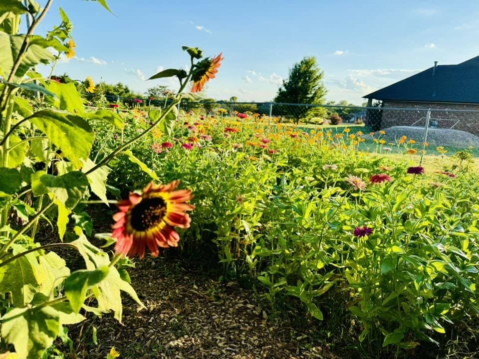 Coral-orange bicolor sunflower in foreground with colorful zinnia field behind