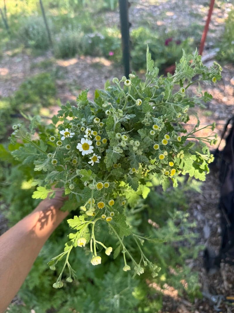 Colorful farm-fresh bouquet