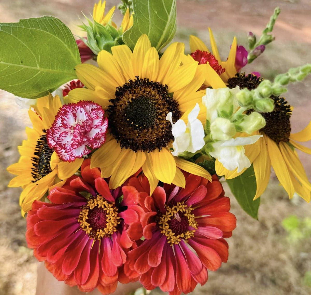 Close-up top-down bouquet with yellow sunflowers, red zinnias, and pink dianthus