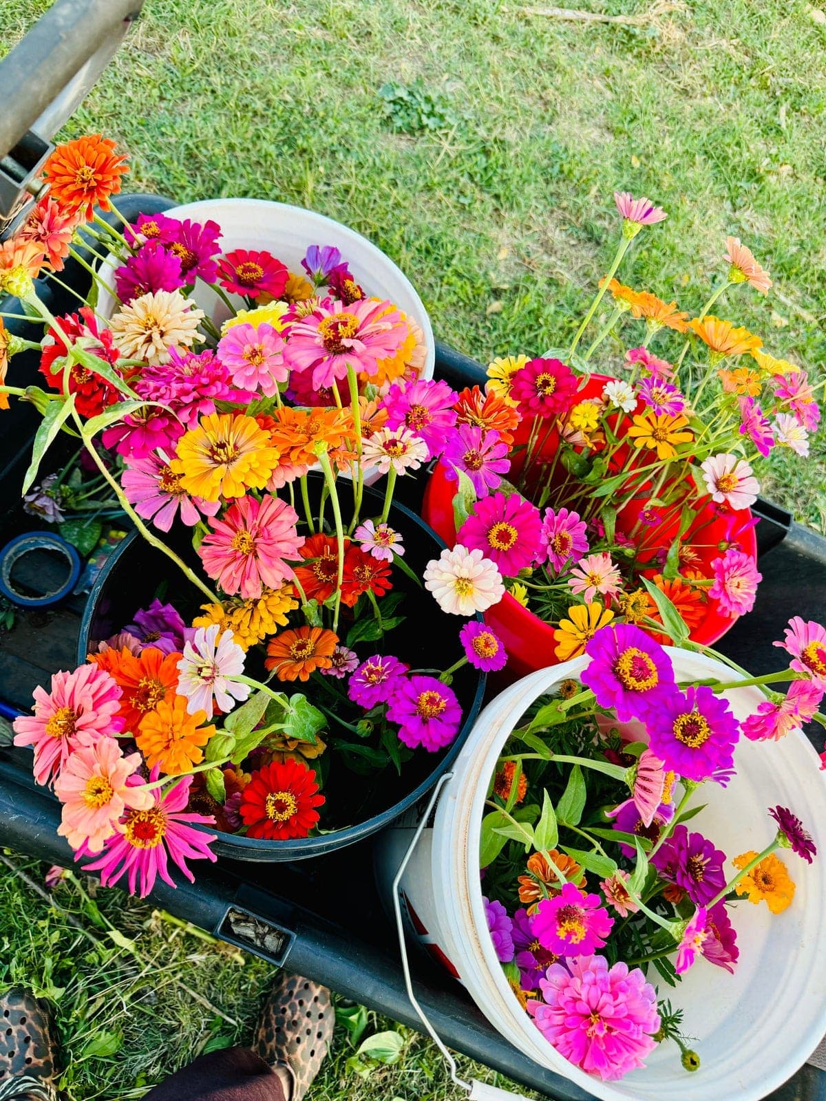Multiple buckets overflowing with freshly harvested rainbow zinnias on a cart in sunshine